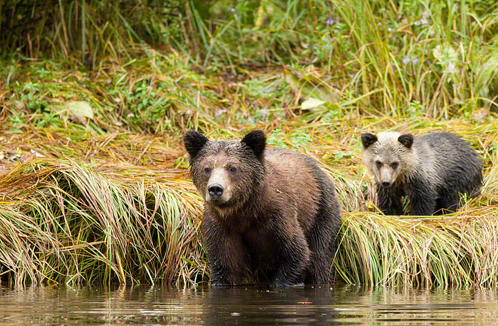 Vancouver Island, Bears & the Rockies