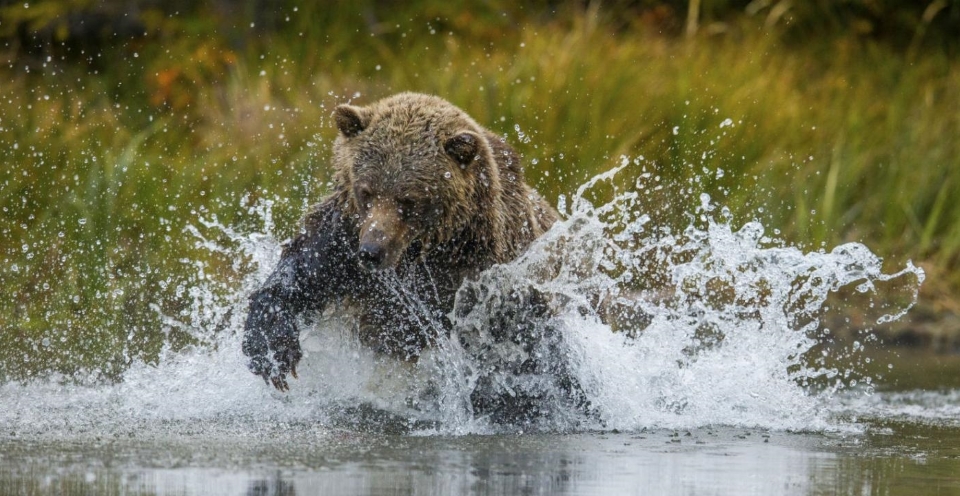 Vancouver Island, Bears & the Rockies